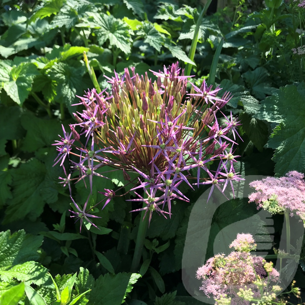 Allium 'Albopilosum'