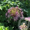 Allium 'Albopilosum'