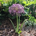 Allium 'Albopilosum'