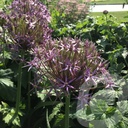 Allium 'Albopilosum'