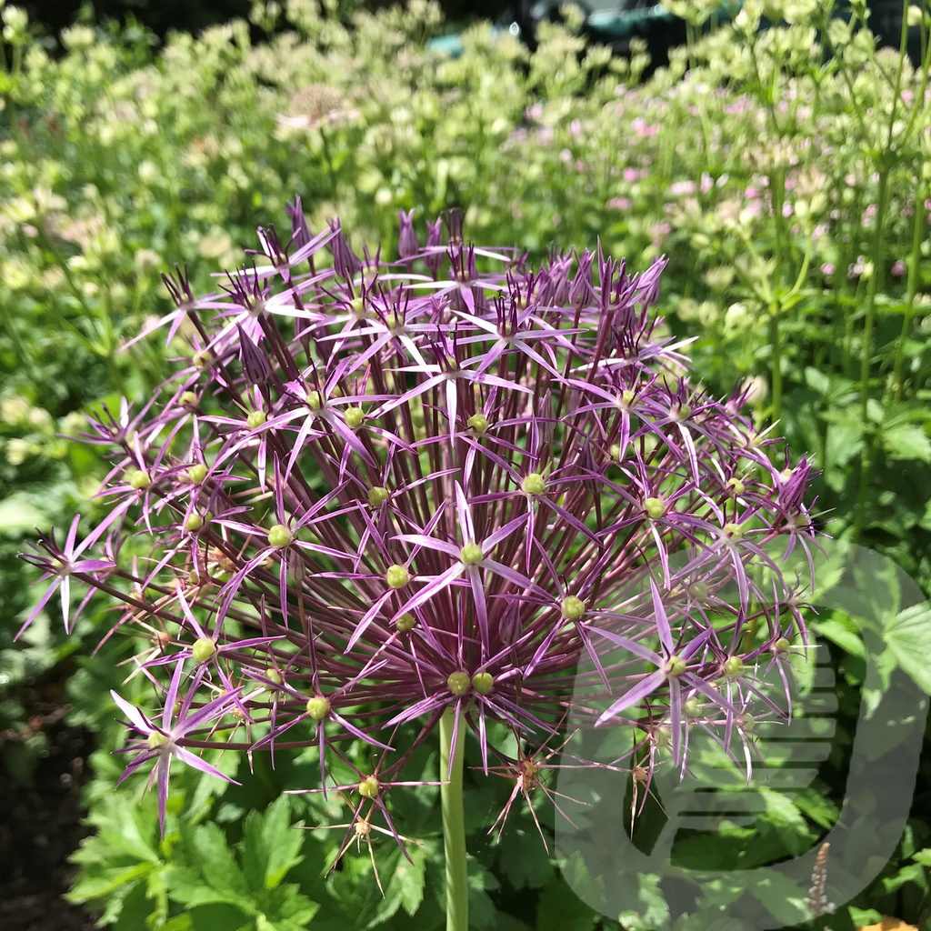 Allium 'Albopilosum'