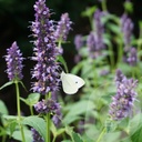 Agastache 'Black Adder'