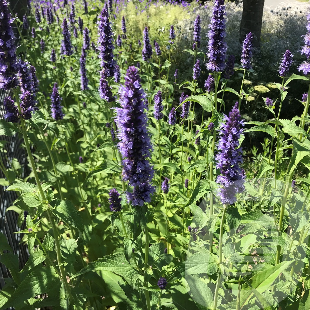 Agastache 'Black Adder'