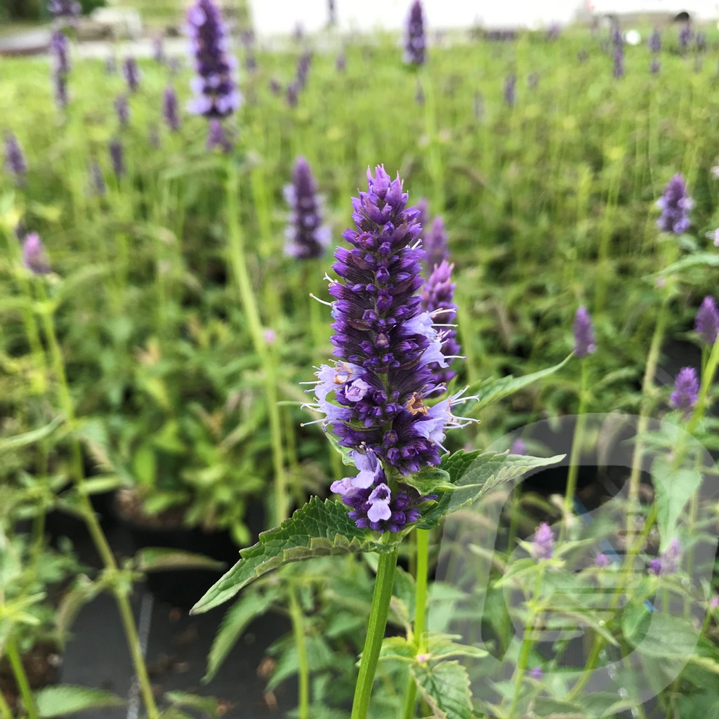 Agastache 'Black Adder'