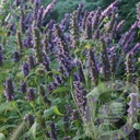 Agastache 'Black Adder'