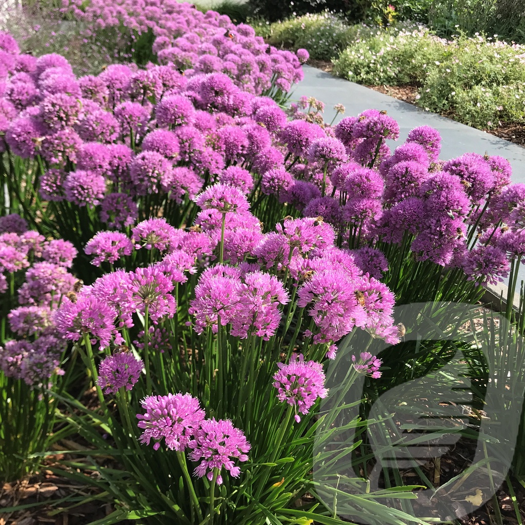 Allium 'Millenium'