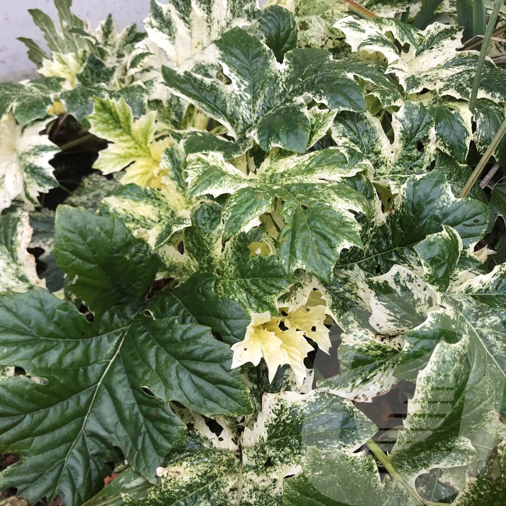 Acanthus 'Whitewater'®