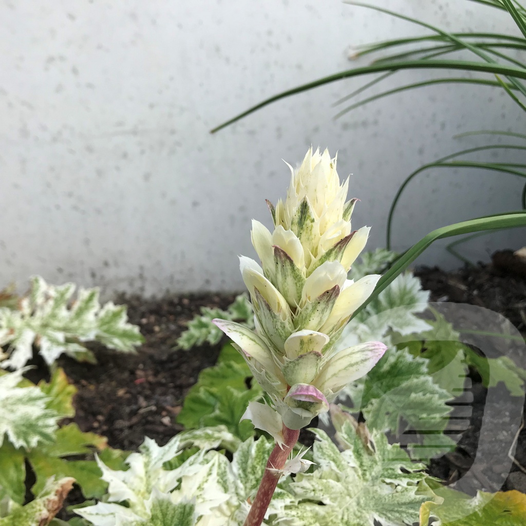 Acanthus 'Whitewater'®