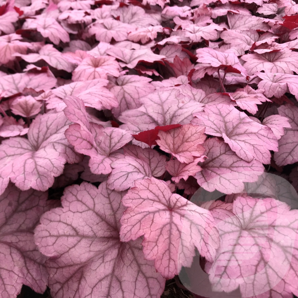 Heuchera 'Georgia Plum'®