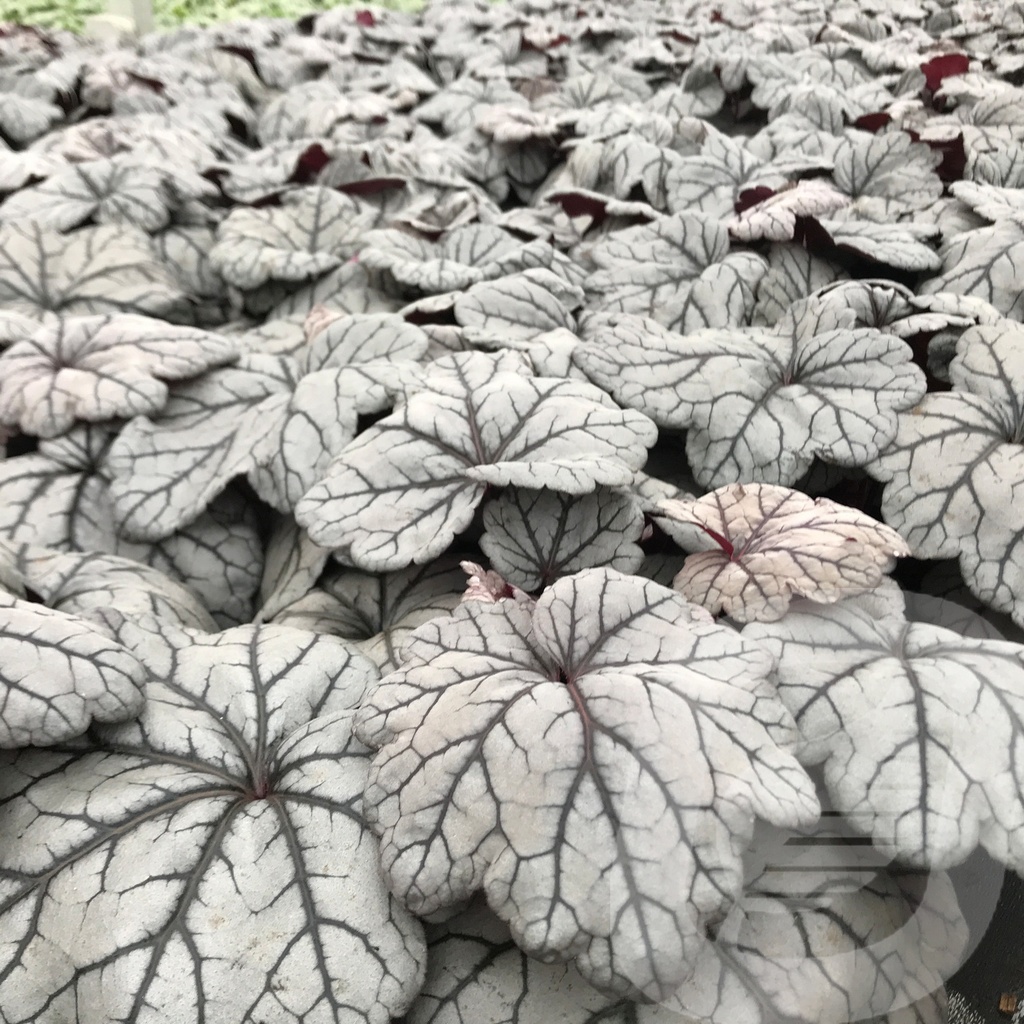 Heuchera 'Sugar Plum' ®