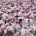 Heuchera 'Plum Pudding'®