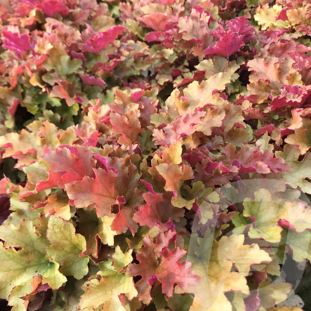 Heuchera 'Marmalade'®