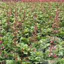 Heuchera 'Berry Timeless'®