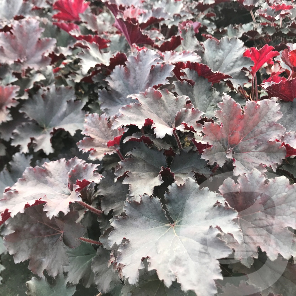 Heuchera 'Binoche'®