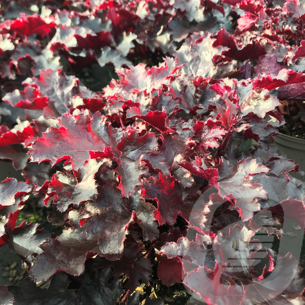 Heuchera 'Black Beauty'®