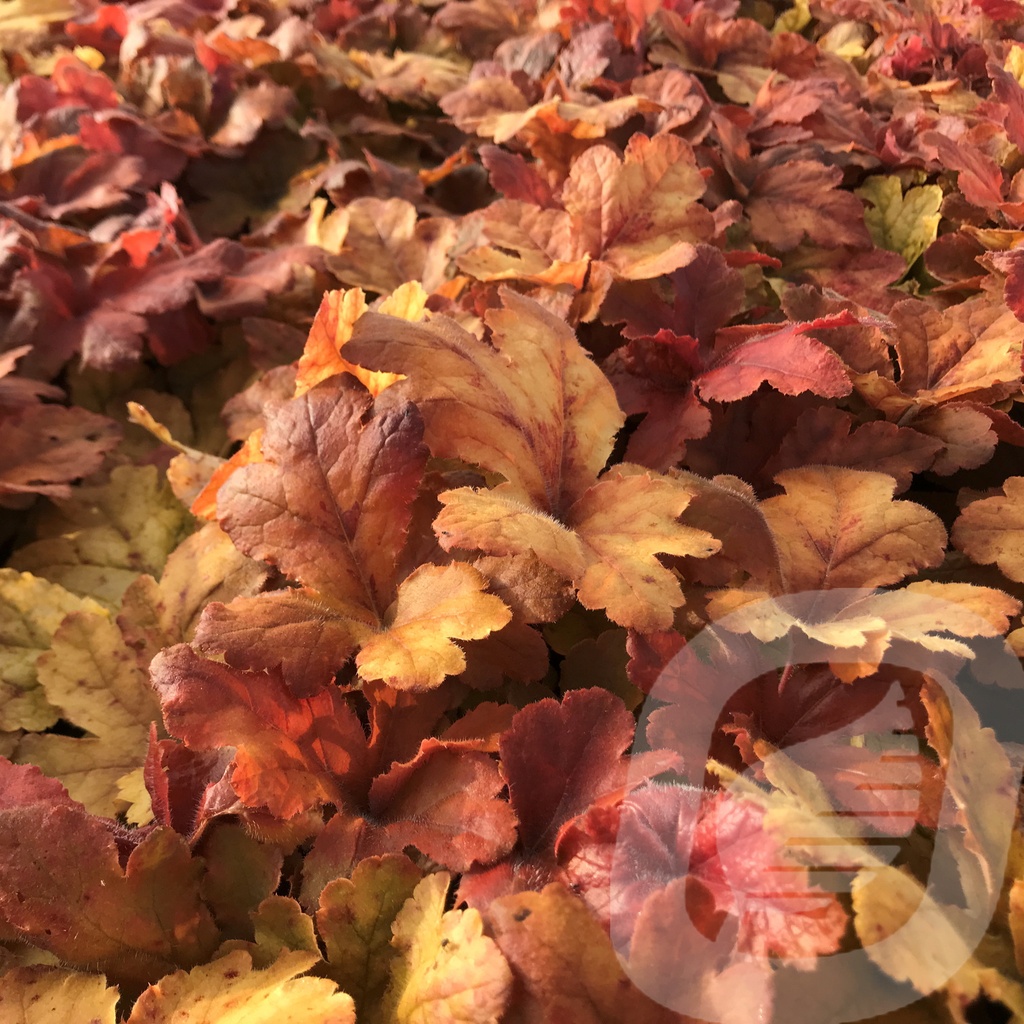 Heucherella 'Hopscotch'®