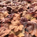 Heucherella 'Buttered Rum'®