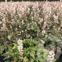 Tiarella 'Sugar & Spice'®