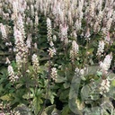 Tiarella 'Pink Skyrocket'®