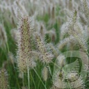 Pennisetum alop. 'Hameln'