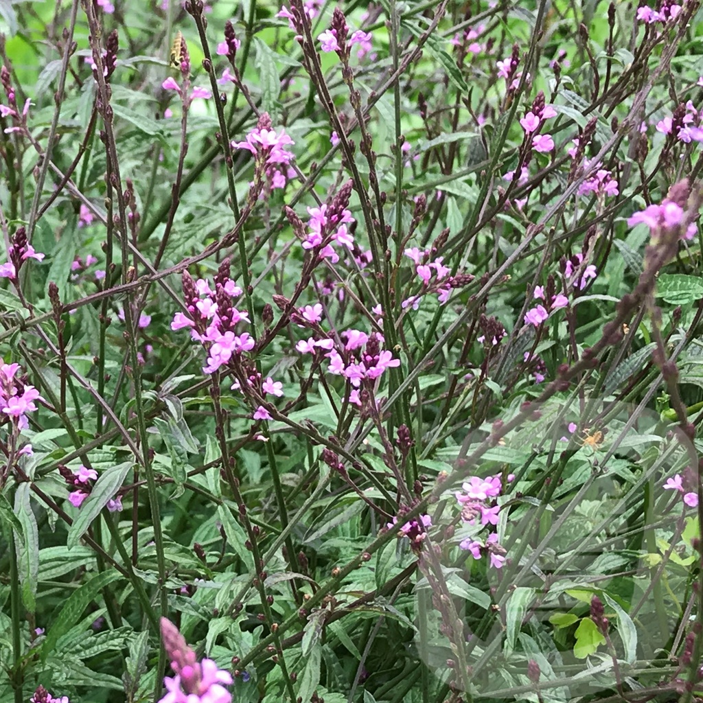 Verbena off. 'Bampton'