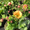 Geum 'Tempo Yellow'®