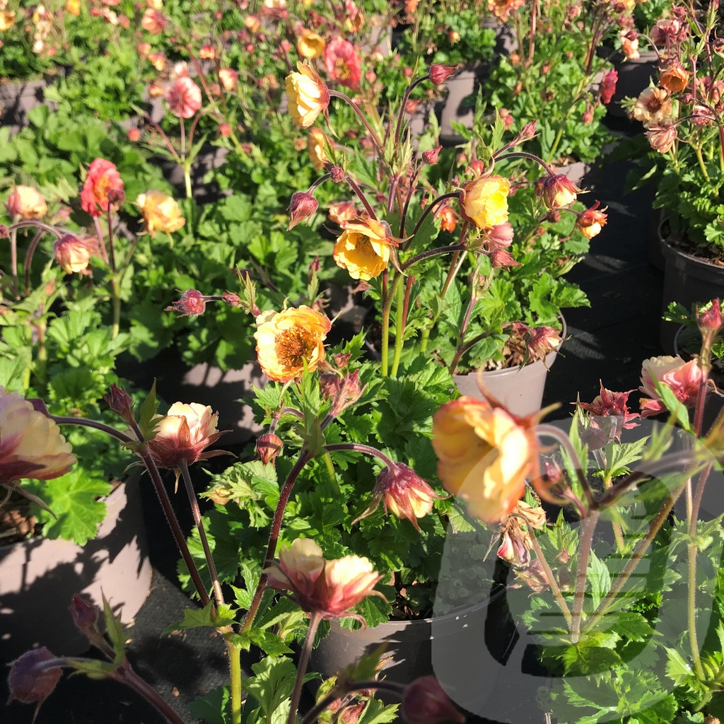 Geum 'Tempo Yellow'®