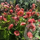 Geum 'Tropical Tempest'® (kopie)