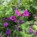 Geranium 'Patricia'