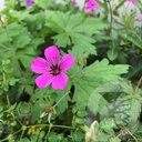 Geranium 'Patricia'