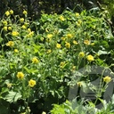 Geum 'Banana Daiquiri'®