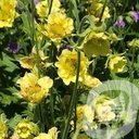 Geum 'Banana Daiquiri'®