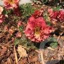 Geum 'Bohema Pink'