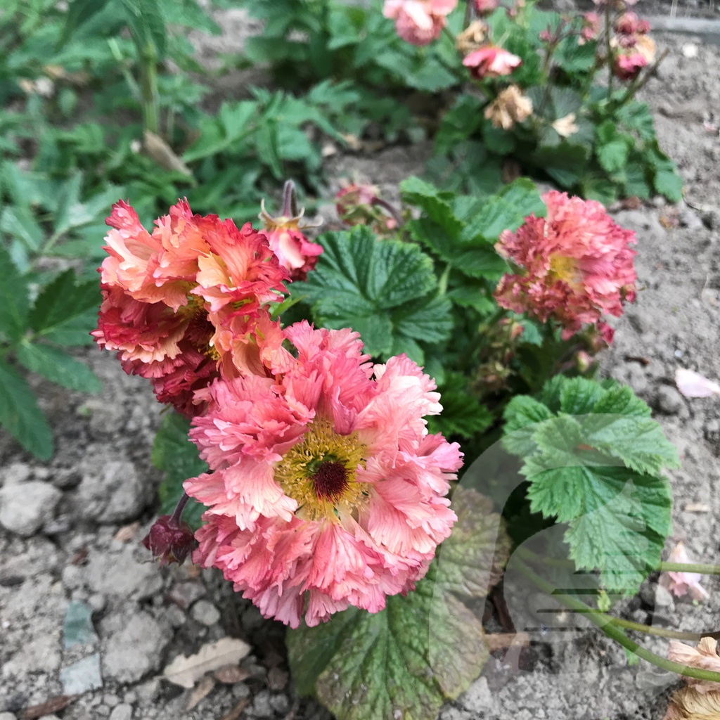 Geum 'Bohema Pink'