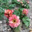 Geum 'Bohema Pink'