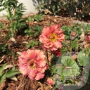 Geum 'Bohema Pink'