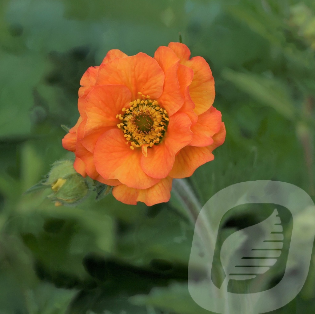 Geum 'Totally Tangerine'®