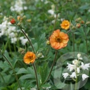 Geum 'Totally Tangerine'®