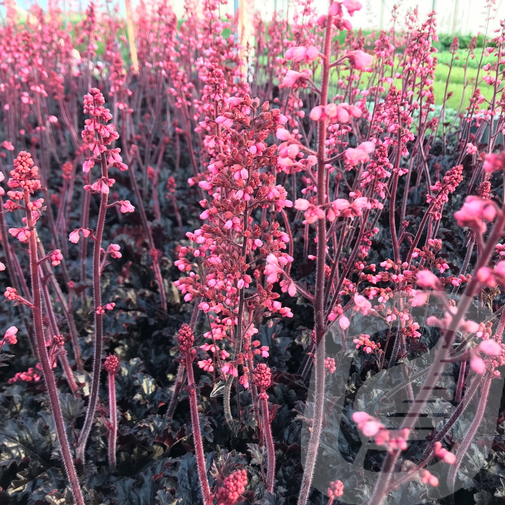 Heuchera 'Timeless Night'®