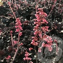 Heuchera 'Timeless Night'®