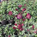 Astrantia 'Claret'