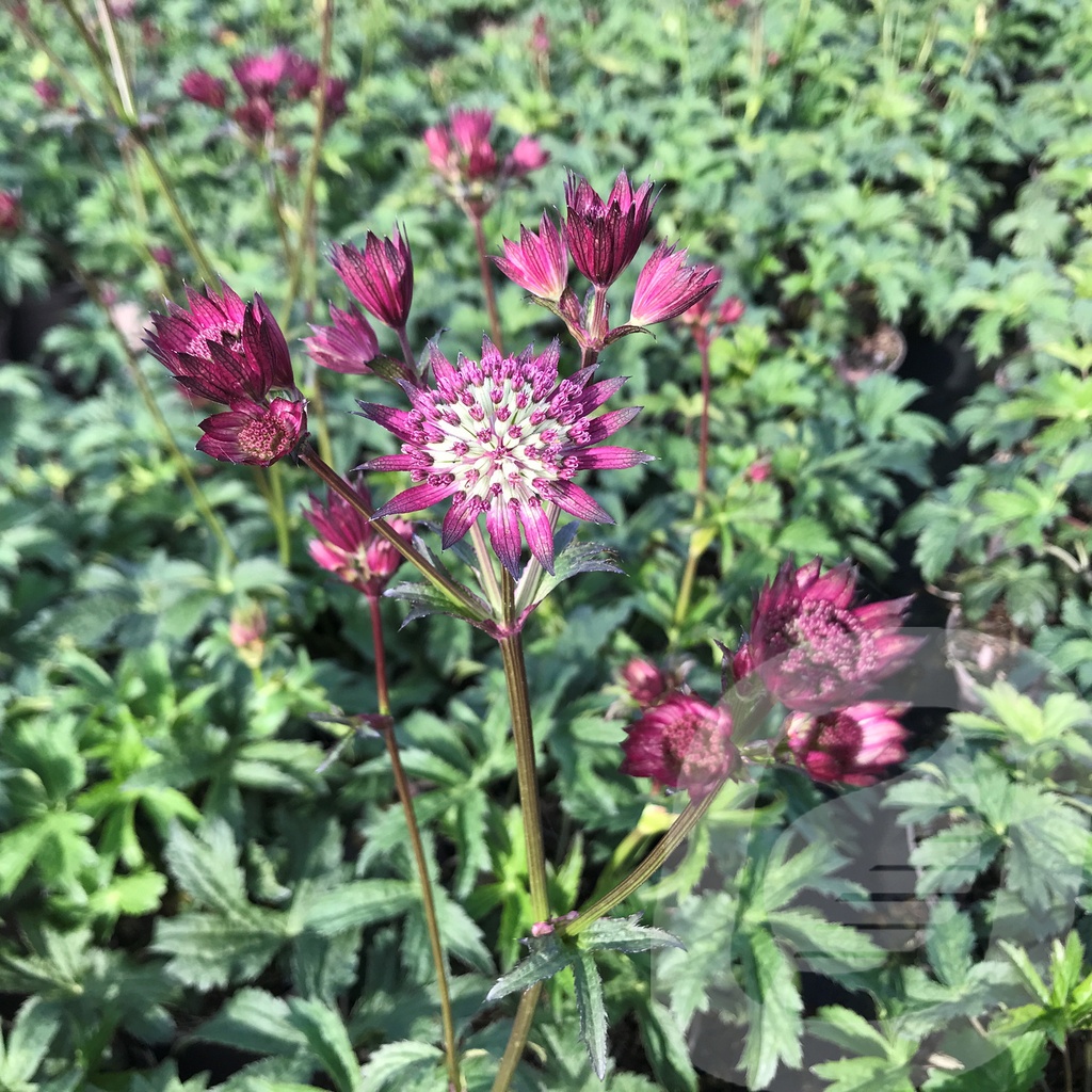 Astrantia 'Star of Love'®