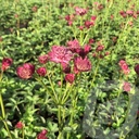 Astrantia 'Venice'®