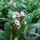 Bergenia 'Dragonfly Angel Kiss'®