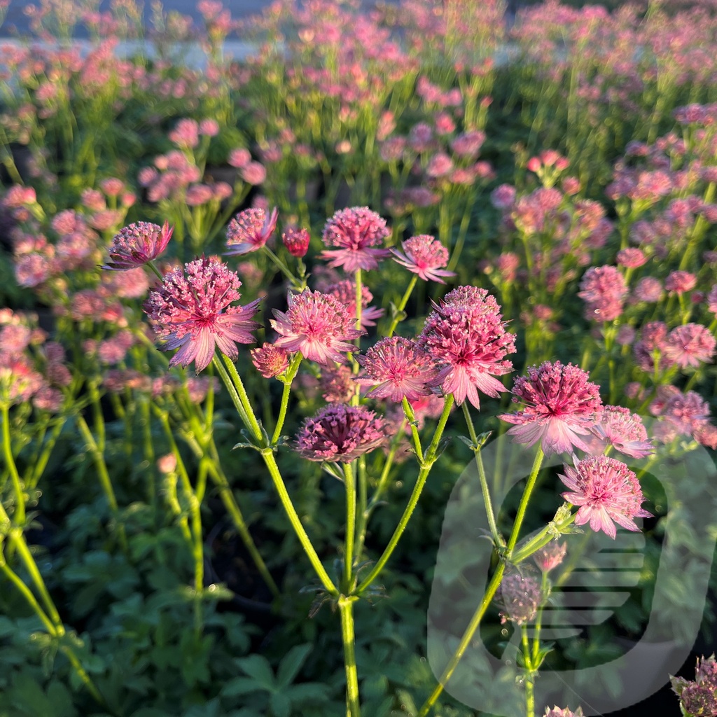 Astrantia 'Roma'®