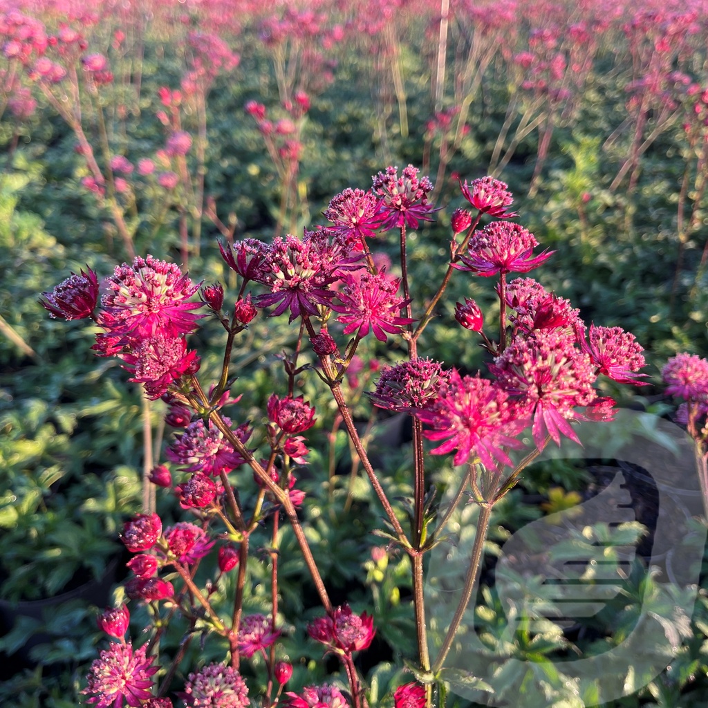 Astrantia 'Claret'