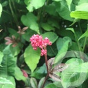 Rodgersia pin. 'Chocolate Wings'®