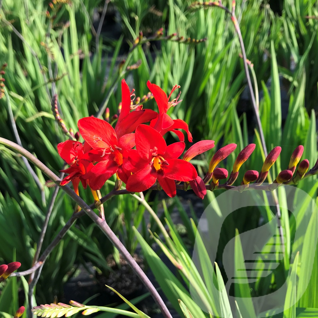 Crocosmia 'Emberglow'