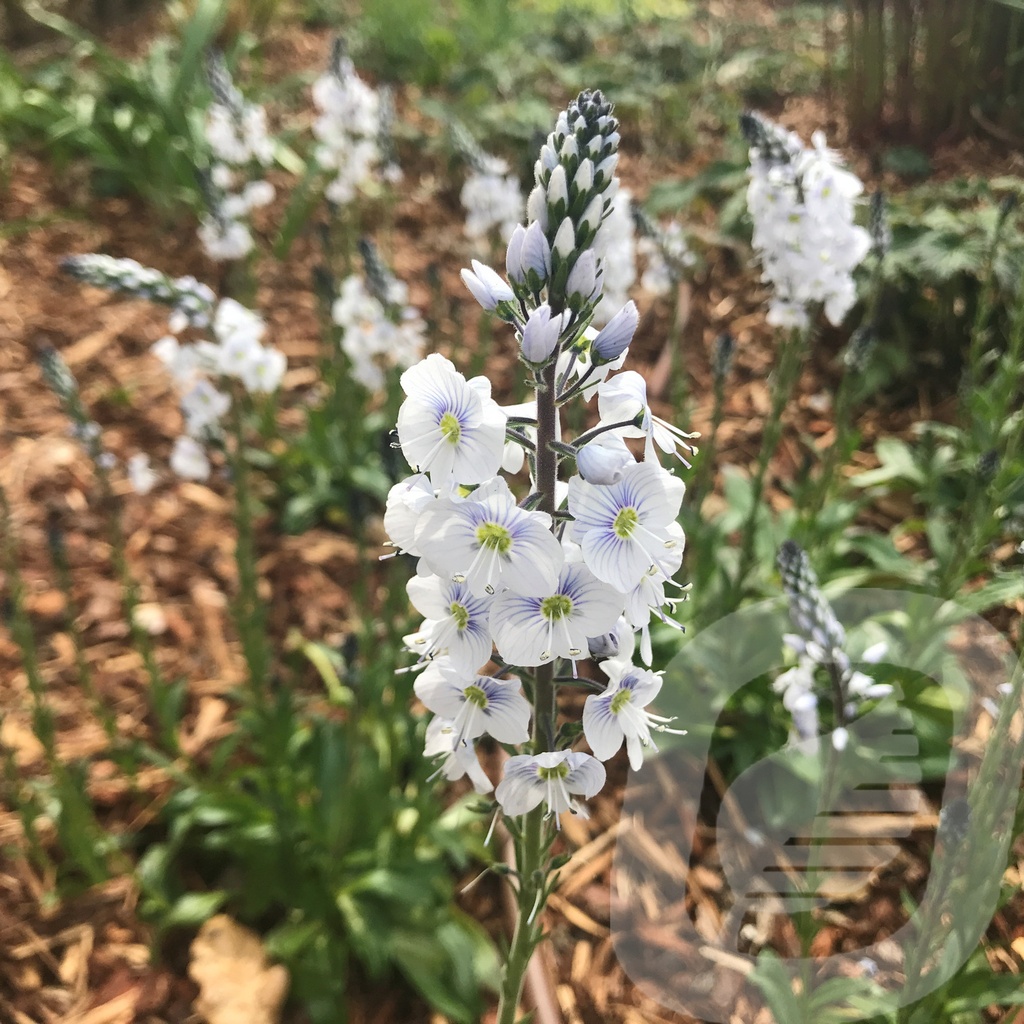 Veronica 'Tissington White'