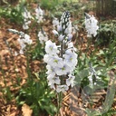 Veronica 'Tissington White'